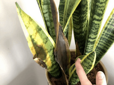 Shriveling leaves on snake plant 6