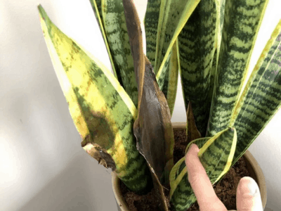 Snake plant 3