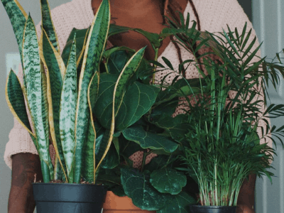 Snake plant life span 3