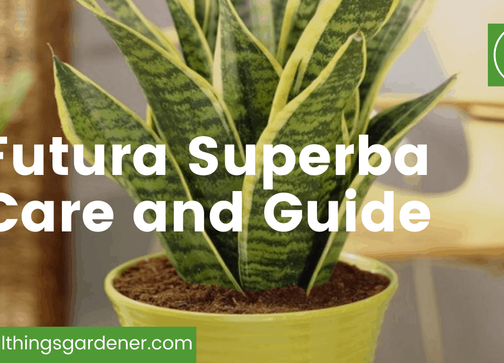Futura Superba Superb Amazing Care and Guides For It! (2021)