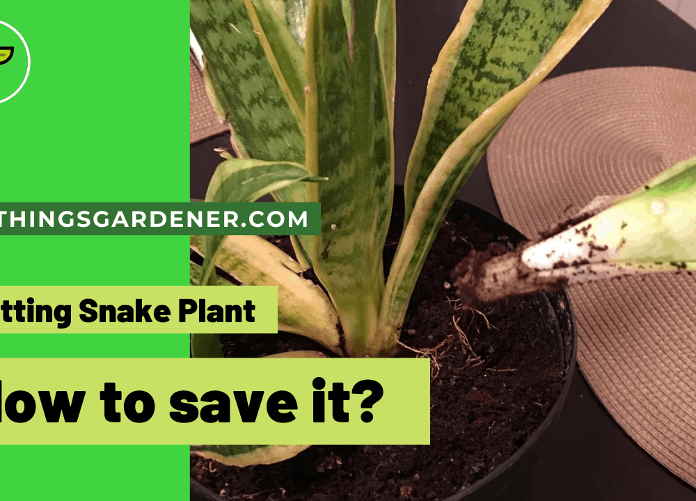 Rotting Snake Plant, Superb Amazing Guides For Dealing With It (2021)