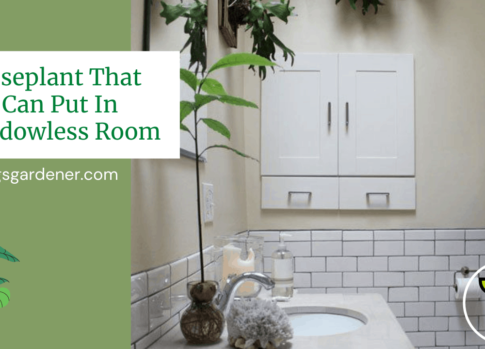 Superb Amazing List Planting In Windowless Room, 10 Houseplants You Can Put In (2021)