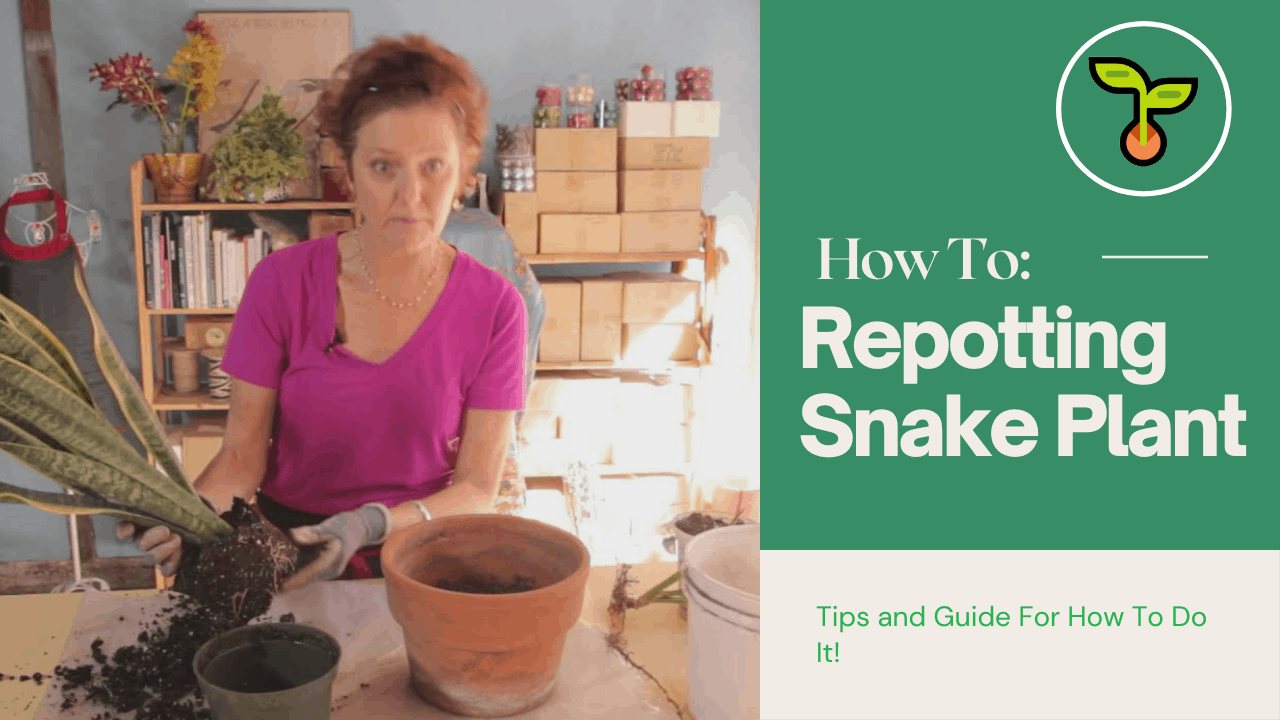 Repot a snake plant 1
