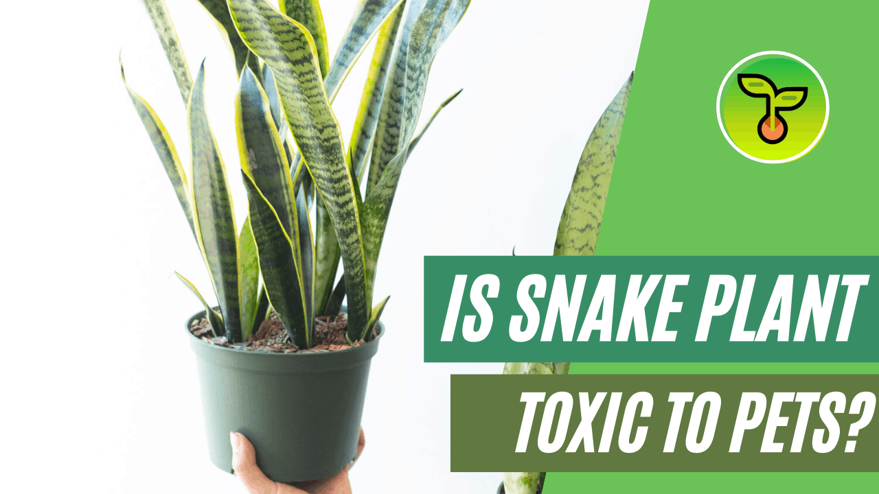 Are Snake Plants Poisonous To Dogs Plant Ideas
