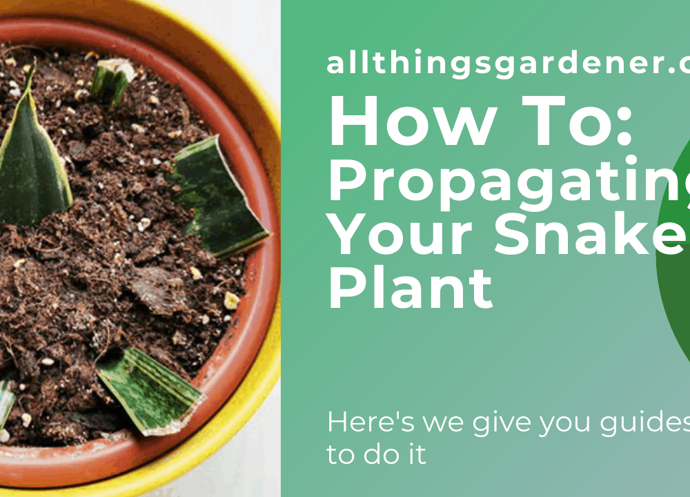 Superb Amazing Propagation Methods of Snake Plants (2021)