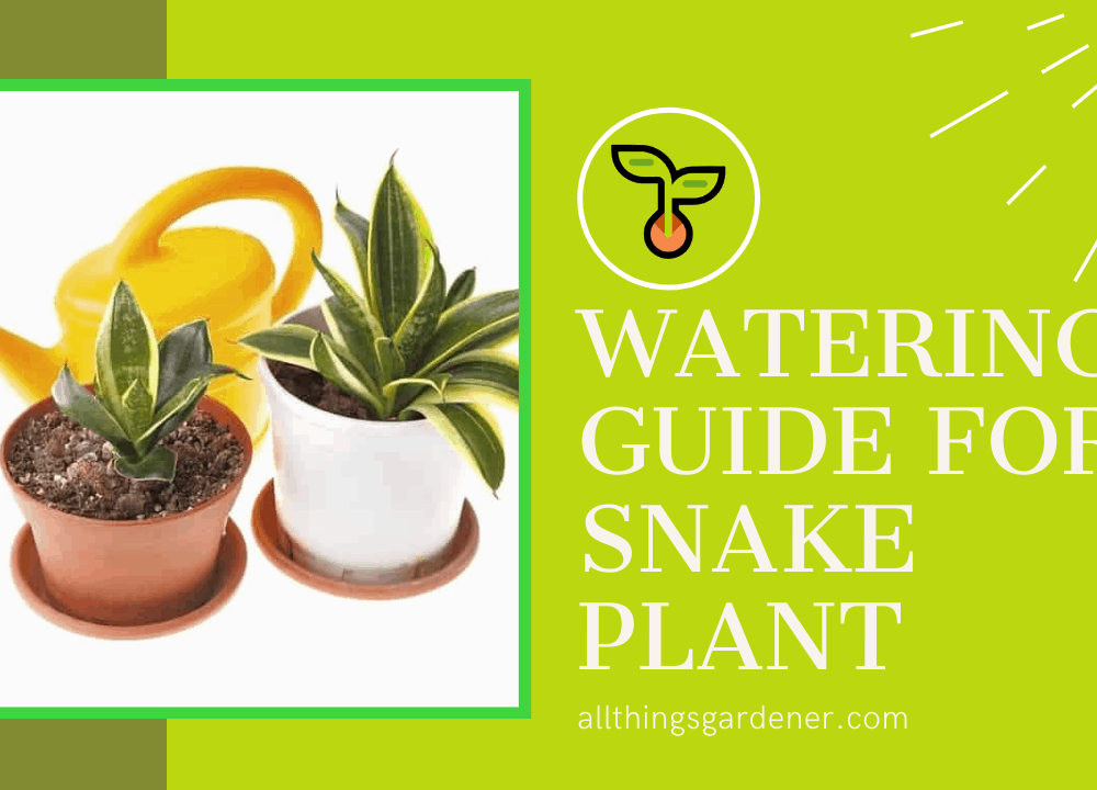 Superb Fact Watering Guide for Snake Plant 2021