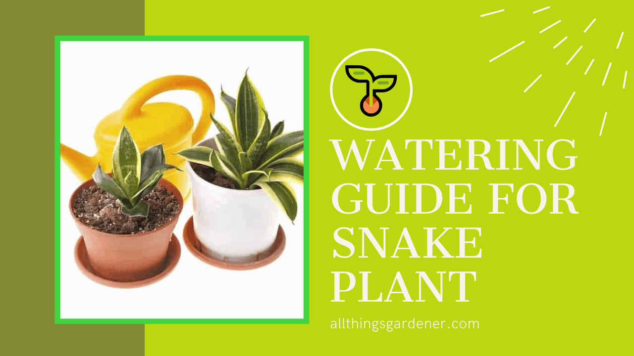 Kirikii snake plant 1