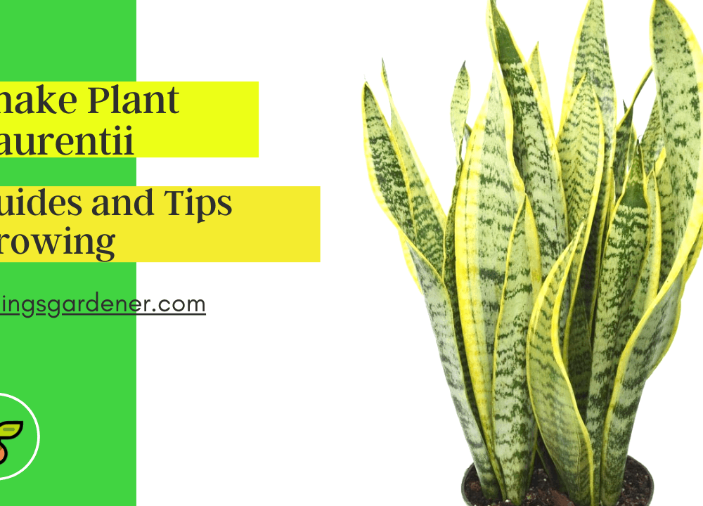 Sansevieria Laurentii, Superb Amazing Guides and Tips Growing It! (2021)