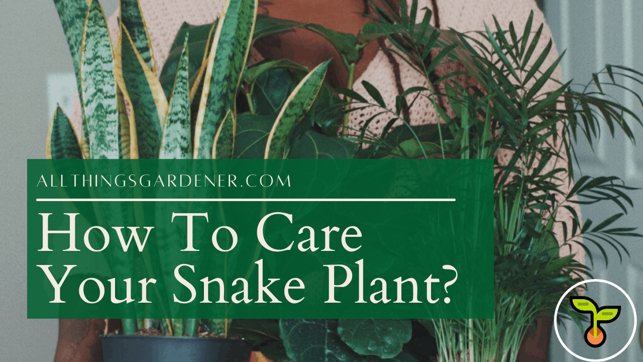 Snake plant care 1