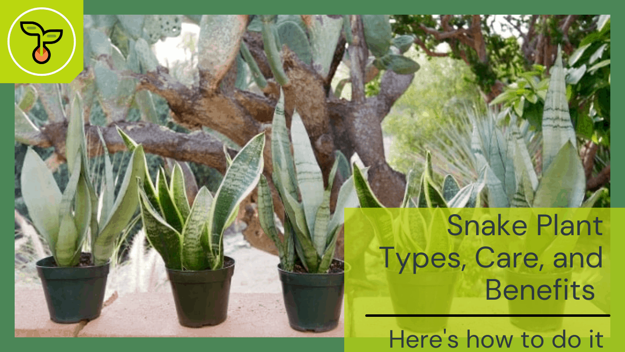 Snake plants 1