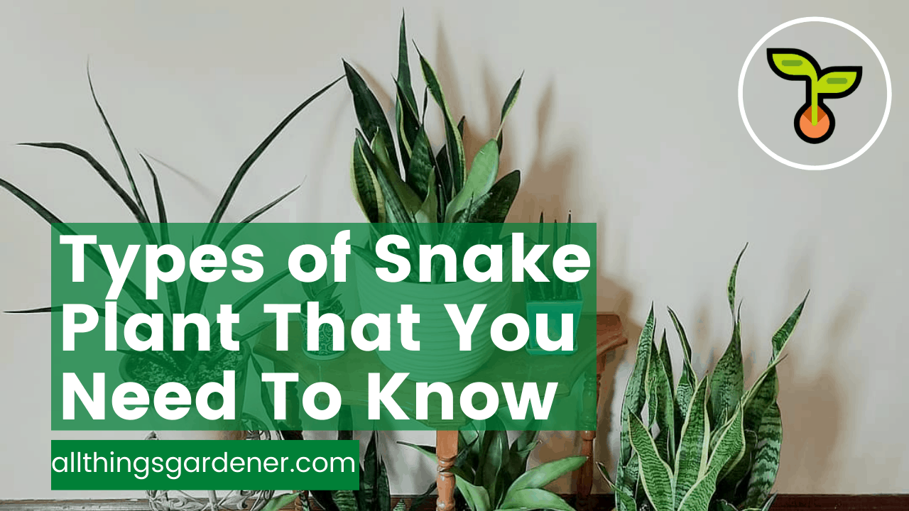 Types of snake plants 1