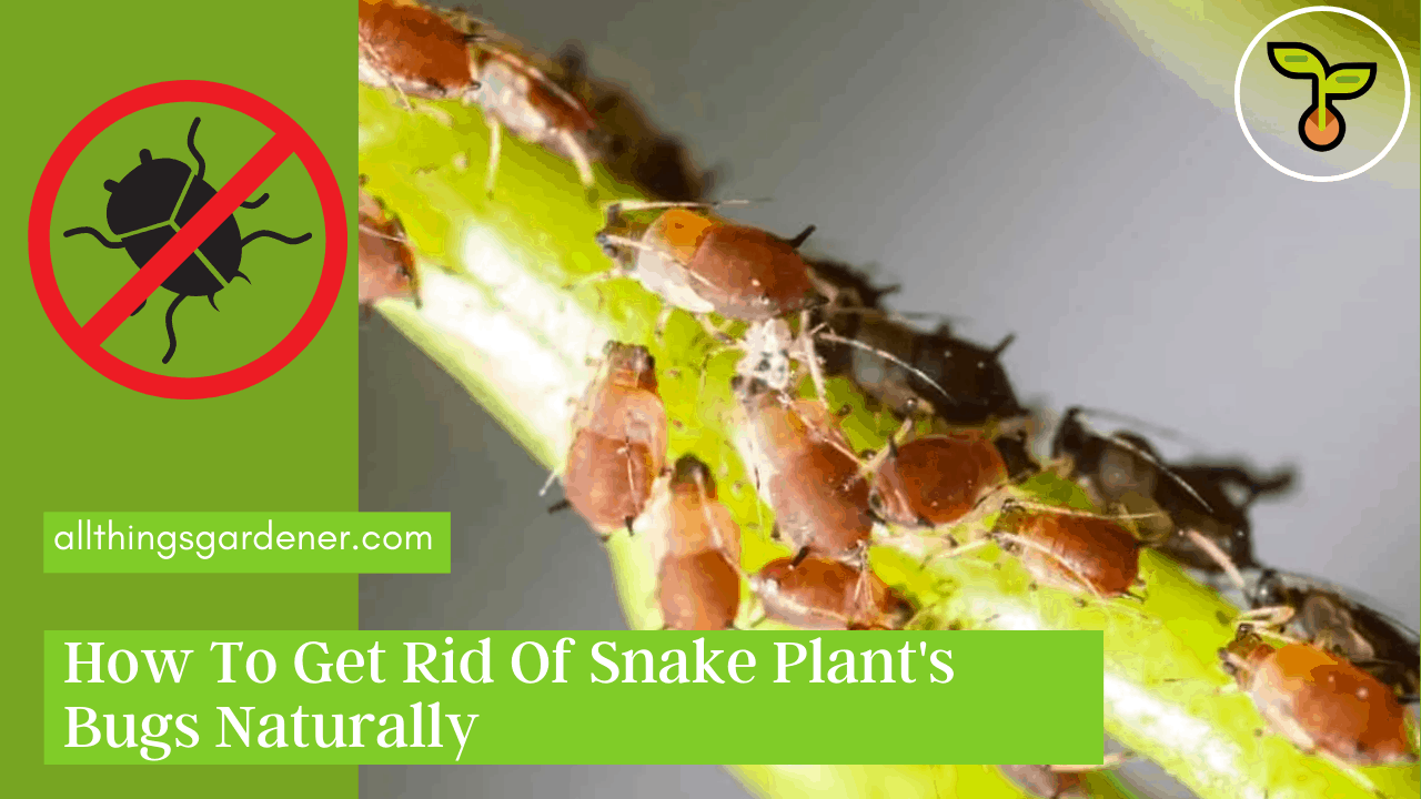 Bugs on snake plant 1