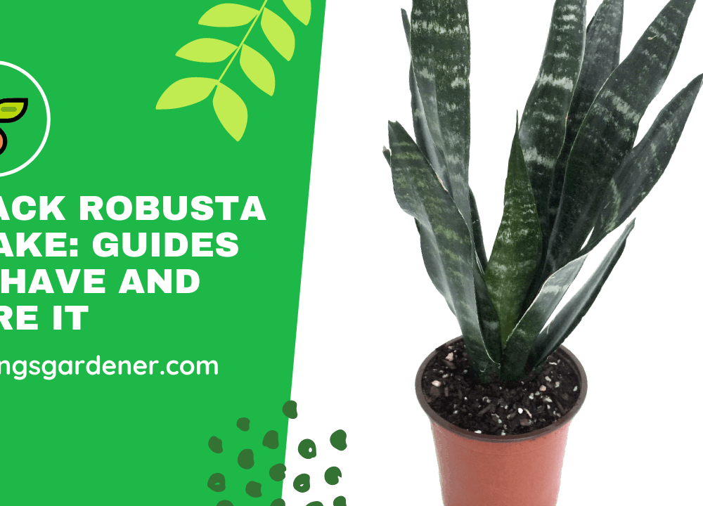 5 Superb Amazing Fact About Sansevieria Black Robusta: Guides and Care 2021