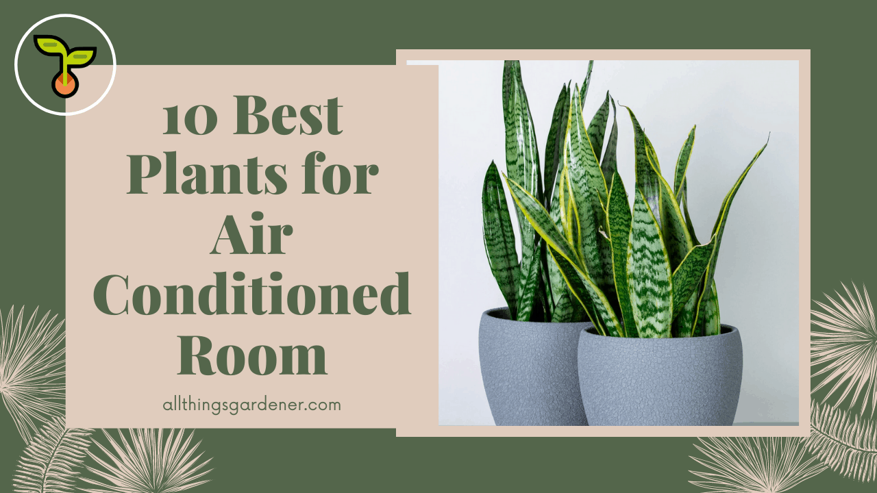 Plants for air conditioned room 1