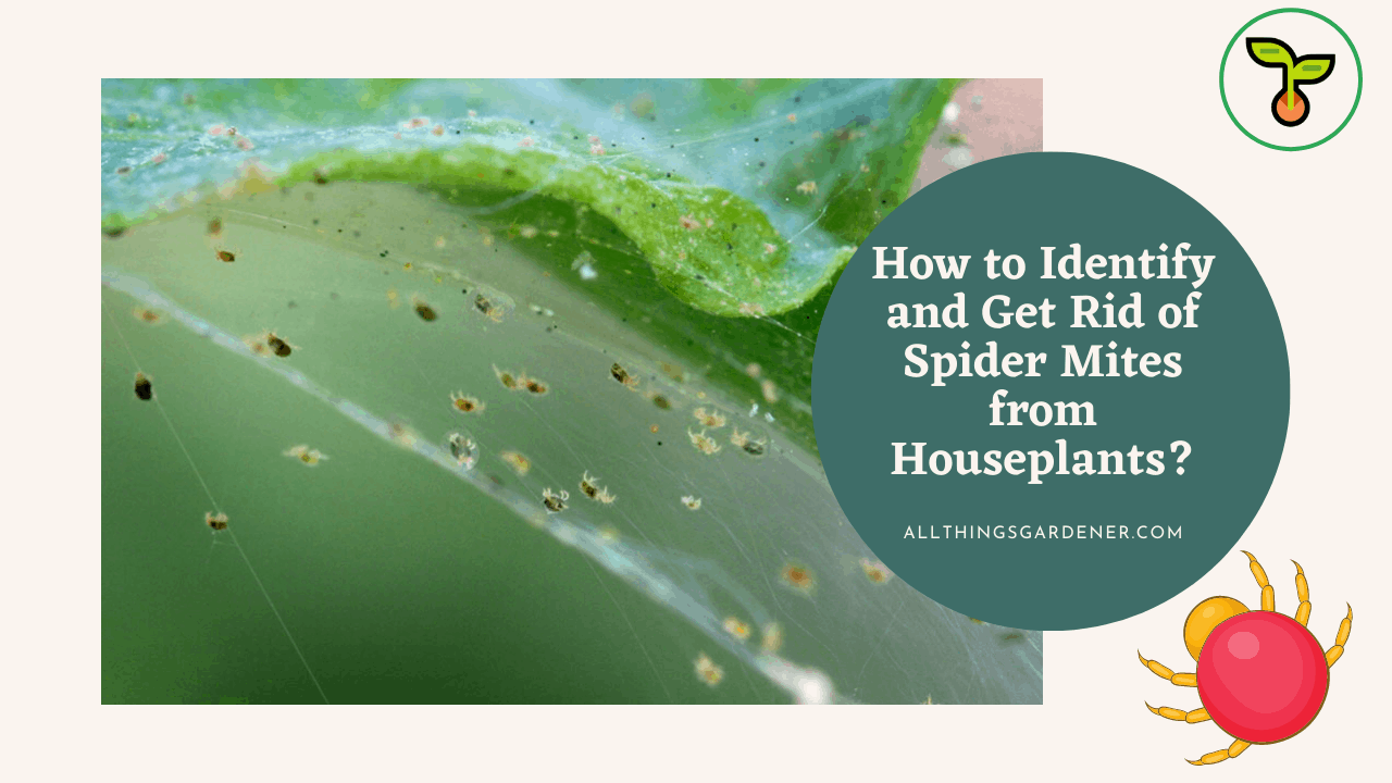 Get rid of spider mites 1
