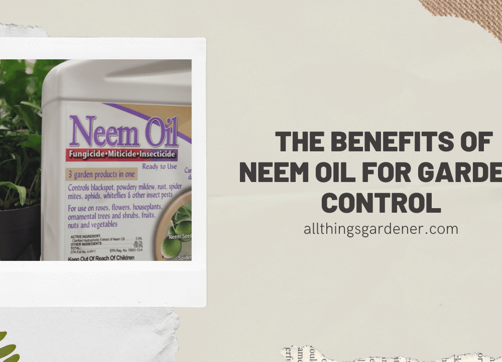 Superb Amazing Benefits of Neem Oil for Garden Control! (2021)
