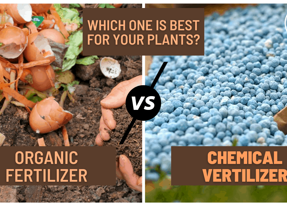 organic-vs-inorganic-fertilizer-for-plant-which-one-is-best-for-your