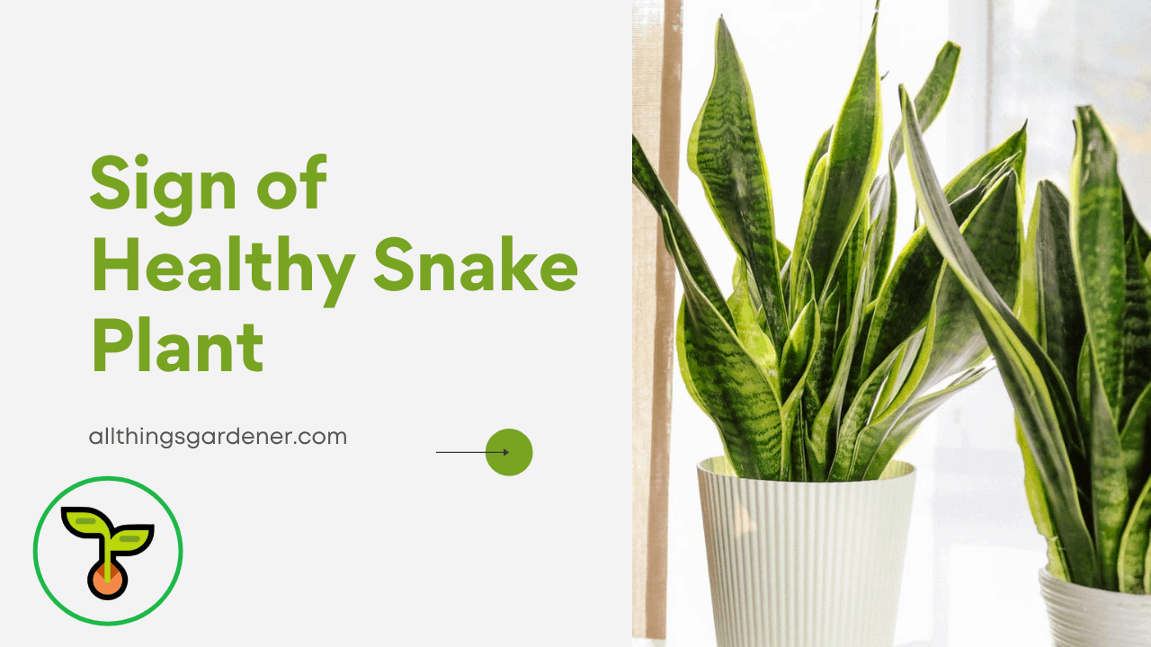 Healthy snake plant 1
