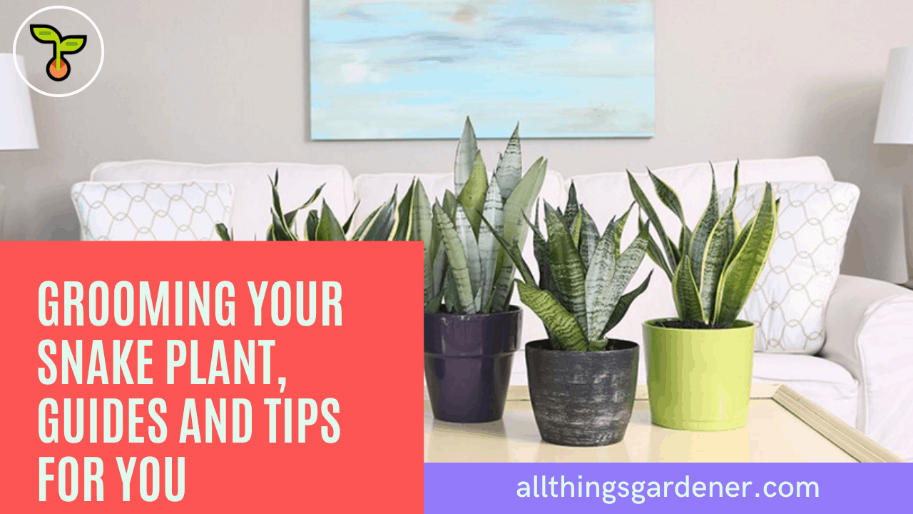Grooming your snake plant 1