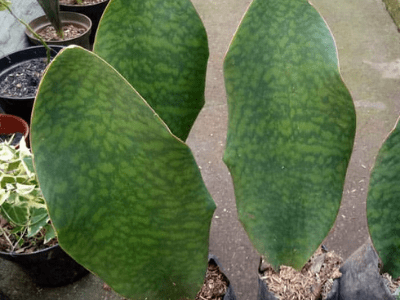 Sansevieria masoniana 3