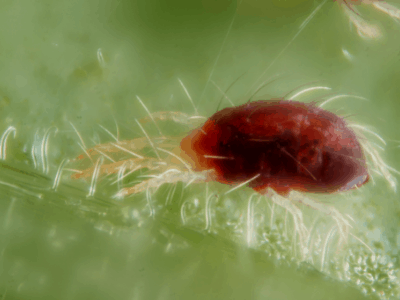 Get rid of spider mites 6