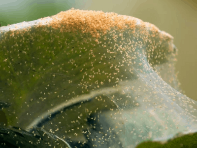 Get rid of spider mites 5