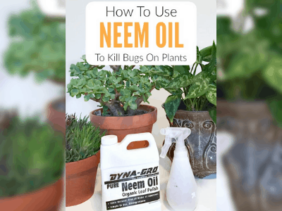 Neem oil for garden control 3