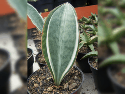 Sansevieria masoniana 4