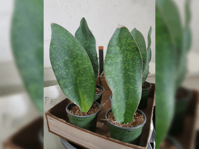 Sansevieria masoniana 2