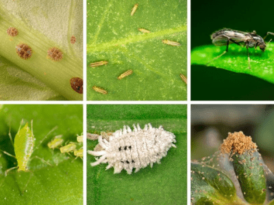 pests and bugs
