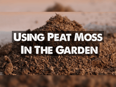 Peat moss as soil amendment 4