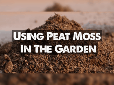 Peat moss as soil amendment 5