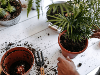 Repotting 4