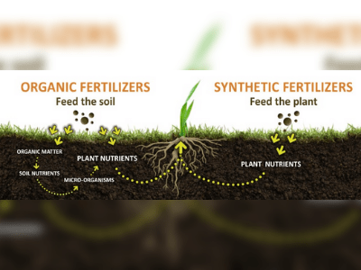 Fertilizer for plant 2
