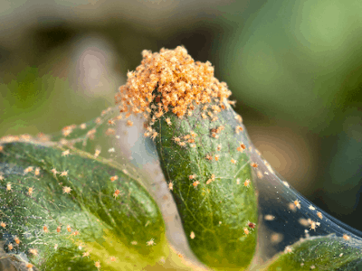Get rid of spider mites