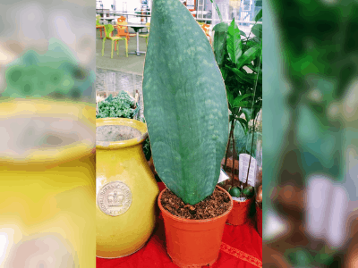 Sansevieria masoniana 5