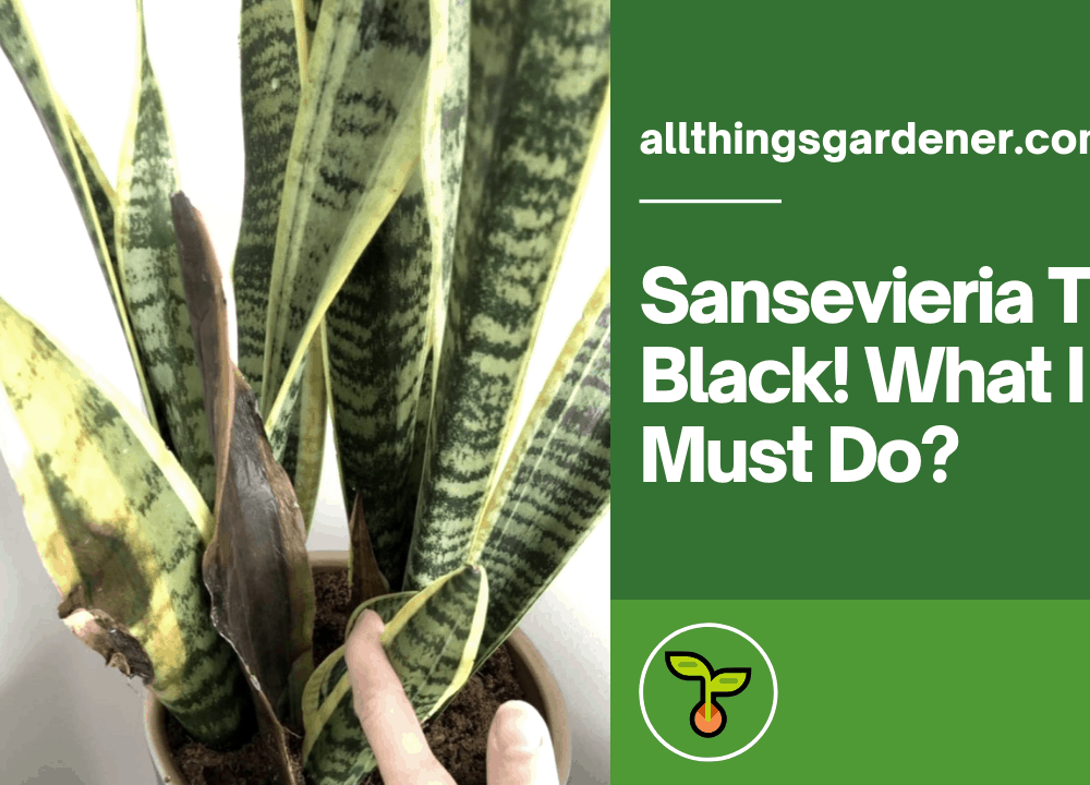 Snake Plant Turn Black! What I Must Do? Here’s Superb Amazing Guide How To Take Care Of It (2021)