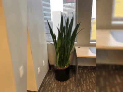 Snake plant 2