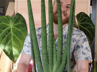 Sansevieria cylindrica 2