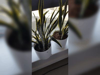 Shriveling leaves on snake plant 4