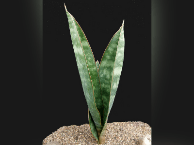 Sansevieria hyacinthoides 5