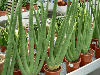 Sansevieria cylindrica