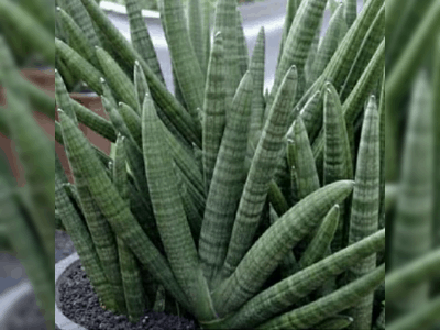 Sansevieria cylindrica 3