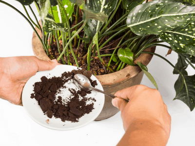 Growing snake plant with coffee ground 2