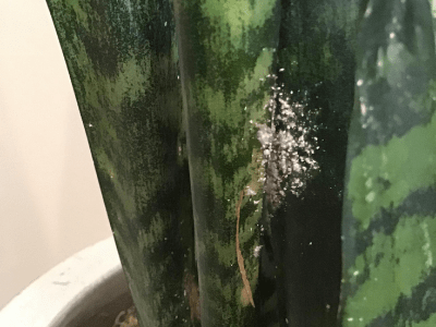 Bugs on snake plant 1