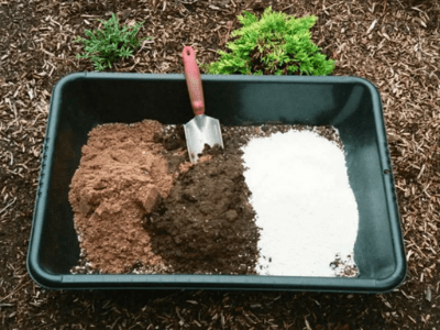 Best soil for snake plant