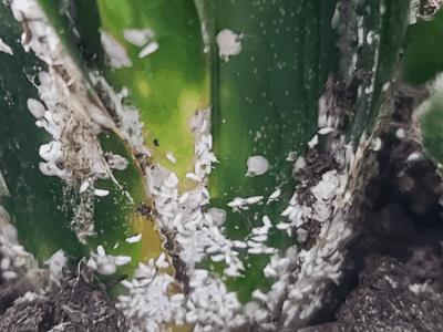 Bugs on snake plant