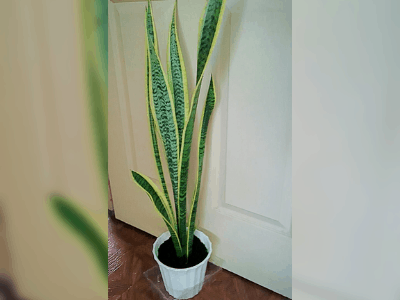 Types of snake plants 2