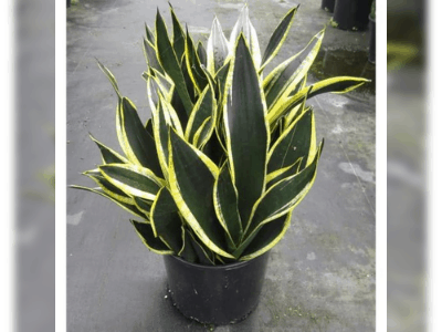 Snake plant 6