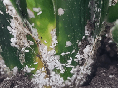 Snake plant care 5